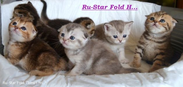 Ru-Star Fold 