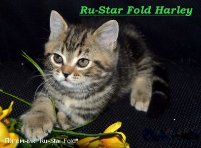 Ru-Star Fold H...