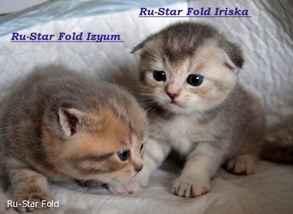 Ru-Star Fold I...