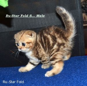 Ru-Star Fold S...